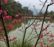 算命阴桃花什么意思 怎么确定是不是阴桃花