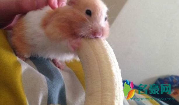 仓鼠吃香蕉图片
