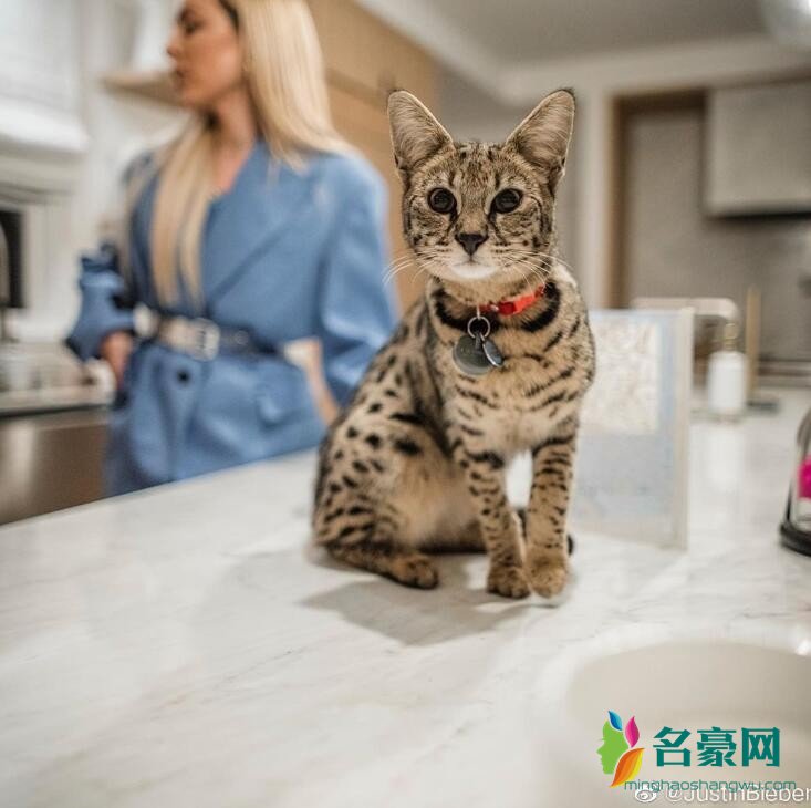 比伯寻回天价猫