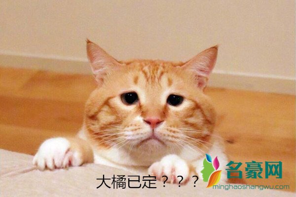 大橘已定是什么梗什么意思 指橘猫胖成型