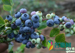用什么方法移栽蓝莓成活率高