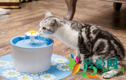 猫不爱喝水可以强灌吗2