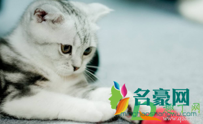 三个月的猫可以吃桃子吗4