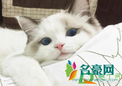 三个月的猫可以吃桃子吗2