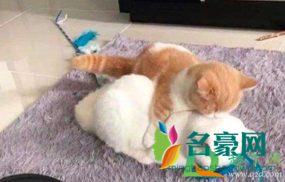 猫咪两岁掉牙怎么回事4