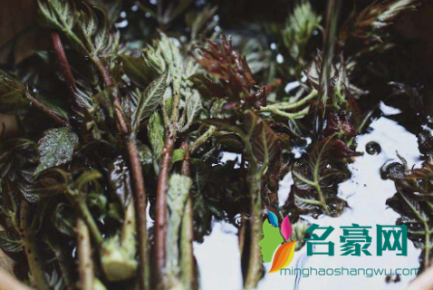 野菜刺老芽什么时候采摘2