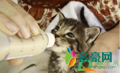 猫咪的羊奶凉了可以喝吗1