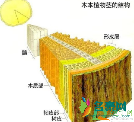 一旦树木内部发生燃烧怎么回事3