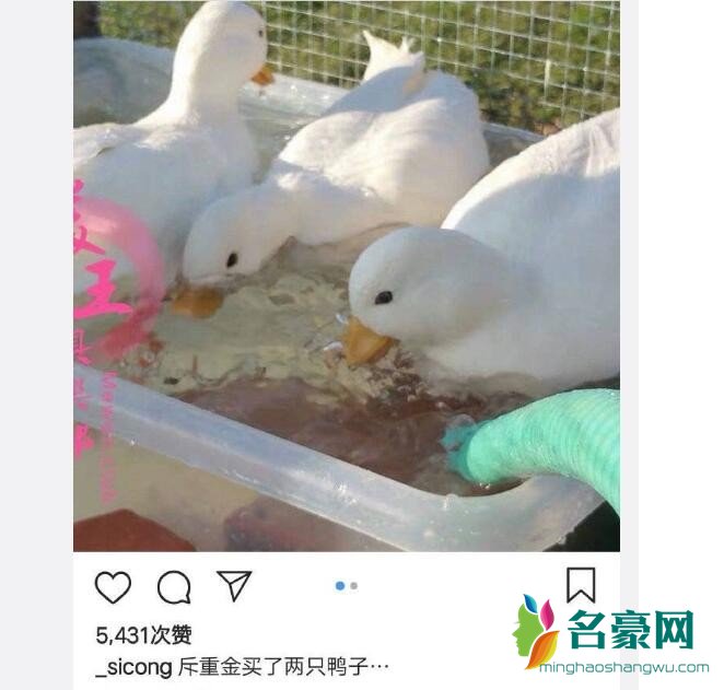 王思聪发文