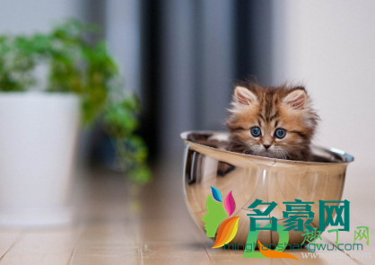 猫咪绝育哪个季节比较好4