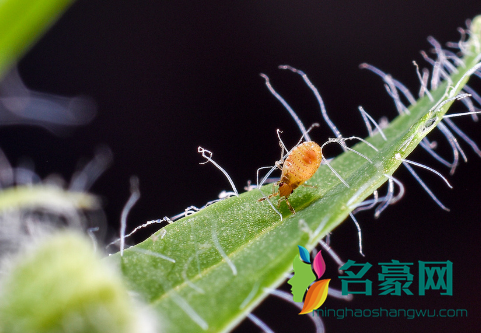 食用醋可以杀蚜虫吗？这点一定要注意1