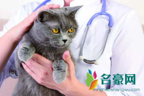 猫绝育不做生化要紧么？铲屎官必看！1