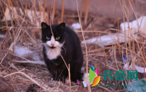 捡的流浪猫能养吗？如果可以请给猫咪一个家1