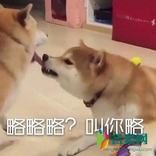 笑yue了是什么梗 笑yue了的意思1