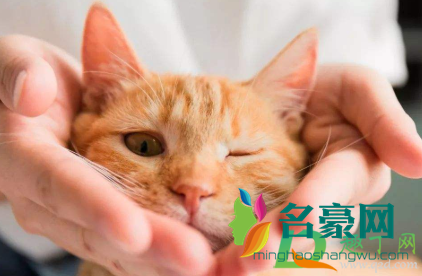 猫咪驱虫药应该涂在哪个位置1