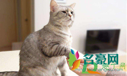 不严重的猫藓需要药浴吗2