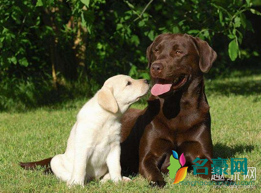 新冠病毒嗅探犬检测准确率高吗 嗅探犬检测新冠病毒自己会被感染吗