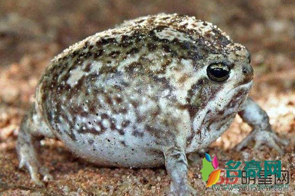 沙漠雨蛙可以饲养吗 好萌!大自然的生物真的是千奇百怪啊