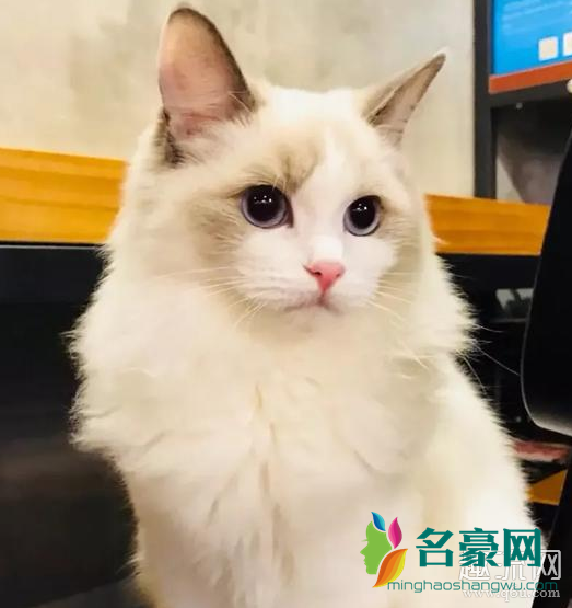 打工人你好狠的心是什么意思什么梗 送猫去猫咖里打工怎么收费