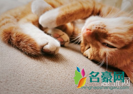 打工人你好狠的心是什么意思什么梗 送猫去猫咖里打工怎么收费