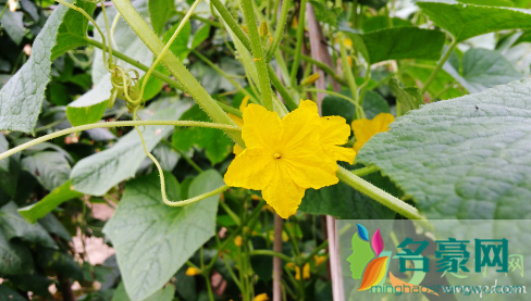 黄瓜定植以后能不能上鸡粪3