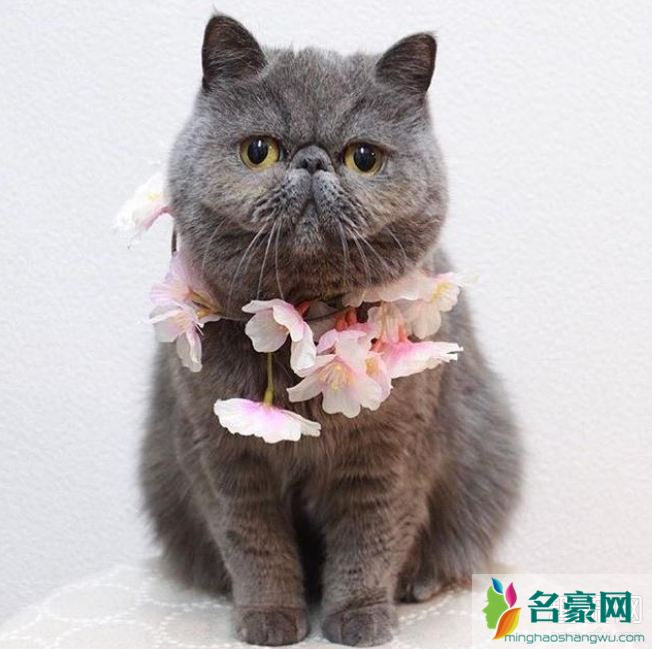 加菲猫真实存在吗 加菲猫是什么品种的猫