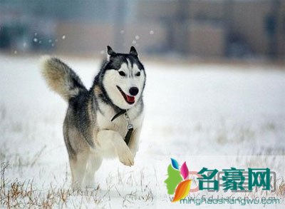 雪地哈士奇诡异笑容 据说他是被伯乐说过的杰夫和一个小女孩p成的