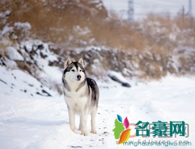 雪地哈士奇诡异笑容 据说他是被伯乐说过的杰夫和一个小女孩p成的