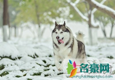 雪地哈士奇诡异笑容 据说他是被伯乐说过的杰夫和一个小女孩p成的