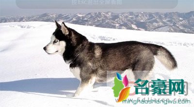 雪地哈士奇诡异笑容 据说他是被伯乐说过的杰夫和一个小女孩p成的