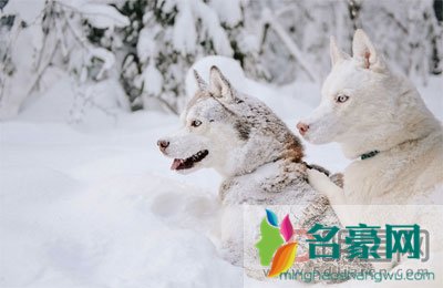 雪地哈士奇诡异笑容 据说他是被伯乐说过的杰夫和一个小女孩p成的