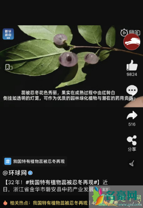 蕊被忍冬是什么植物3