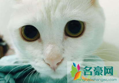 猫咪瞳孔变圆是什么意思2