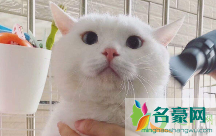 猫指甲剪出血会自愈吗3