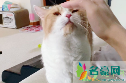 猫咪禁情粉吃了有副作用吗2