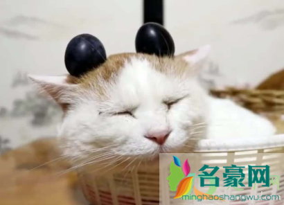 半夜两只猫对着叫是在干什么4