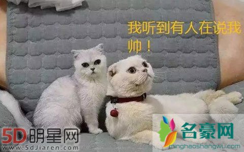 抖音赞最多的是哪一个? 最多赞排行排行榜