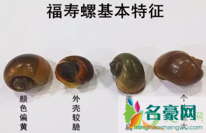 福寿螺到底能不能吃4