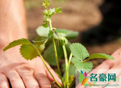 草莓苗是不是每年都要重新栽1