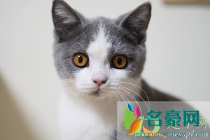 猫咪吃坏东西呕吐怎么办3