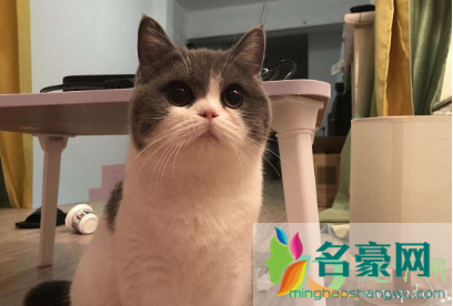 猫咪吃坏东西呕吐怎么办2