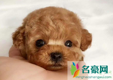 茶杯犬吃喝正常突然死了怎么回事 茶杯犬这么脆弱的吗?4