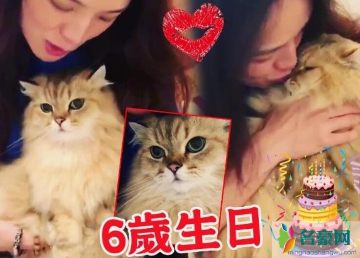 舒淇为爱猫庆祝生日