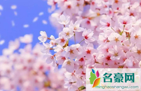 武汉黄塘湖公园樱花3月开了吗1