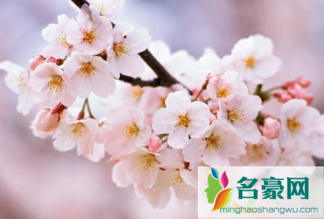 武汉黄塘湖公园樱花3月开了吗2