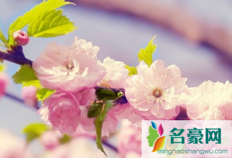 武汉黄塘湖公园樱花3月开了吗3