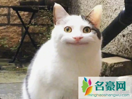 做一只有礼貌的猫是什么梗啥意思1