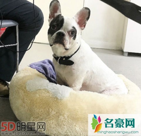 崔始源家斗牛犬伤人致死 将责任推给医院引起不满