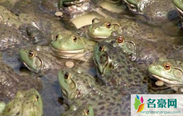牛蛙可以养殖食用 除了牛蛙还有什么品种可以养殖