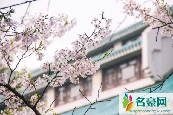2021武汉4月份还有樱花吗3